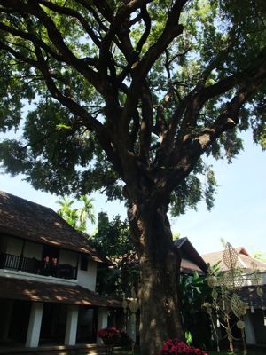 tamarind villa