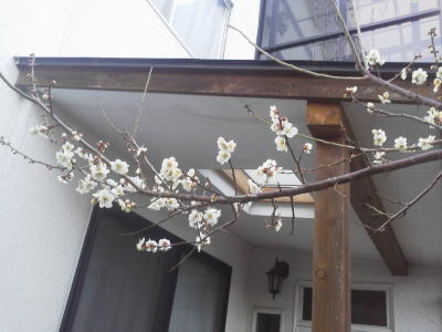 白梅の咲き始めた枝