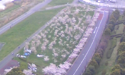 マンションから花見
