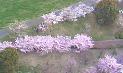 マンションから花見