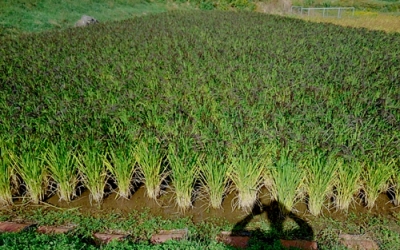 ricefield.jpg