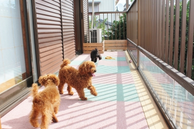埼玉ハウスの今の様子 トイプードル 子犬専用ハウス わんこと一緒