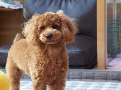 トリミングに行ってきました 生後5ヶ月 愛称 やんちゃん トイプードル 東京 わんこと一緒