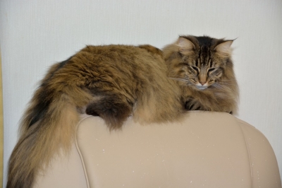 クリックで大きくなります。