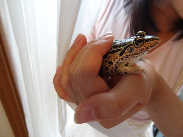 トノサマガエル