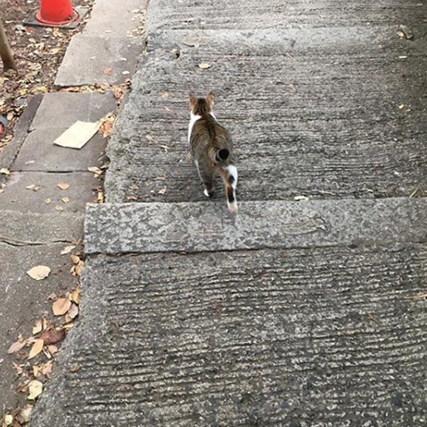 猫の細道