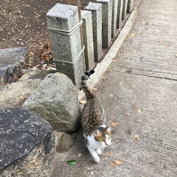 猫の細道