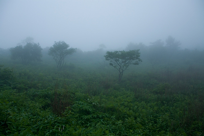長野県,八島湿原