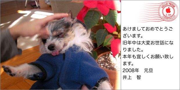 chicory_2008