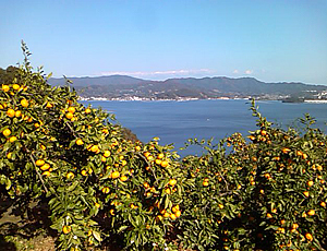 浜松 みかん狩り