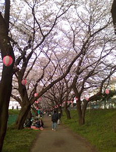 花見