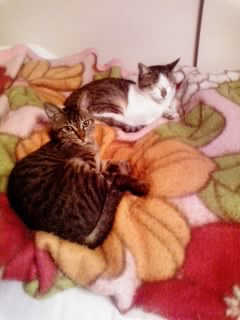 ネネ&チョロ2