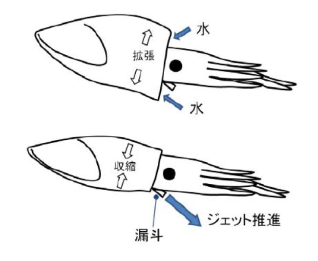 イカんにも 空を飛んでしまったイカ 弘前りんご 新参者の宝塚日記