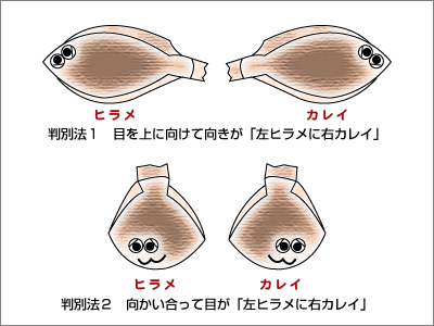 ヒラメ 方 カレイ 見分け