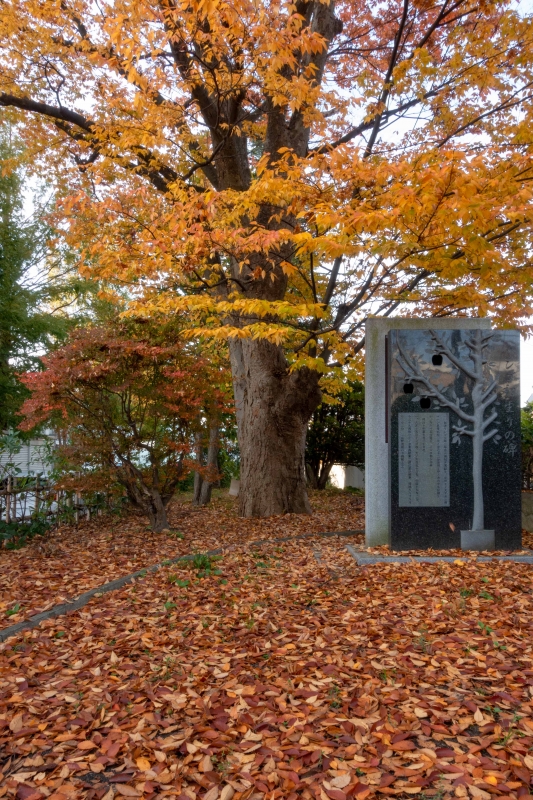 DSC08029.jpg