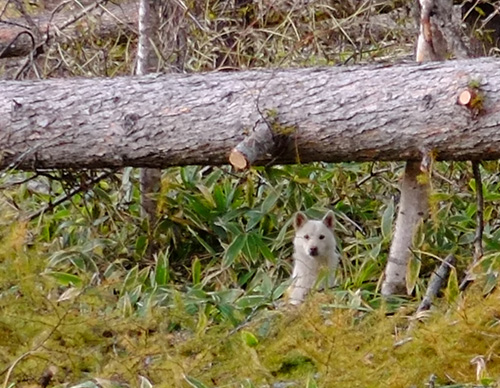 十勝の山の中の犬2
