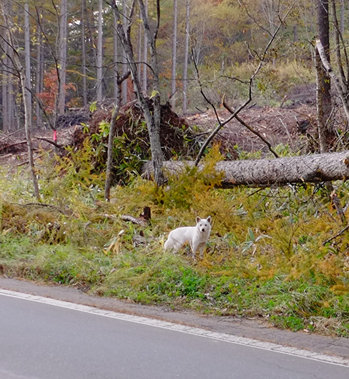 十勝の山の中の犬1