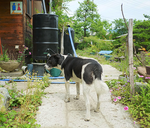 『ビラパワ』犬