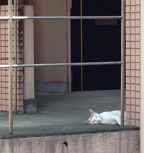 マンションの外廊下で昼寝するラテ。
