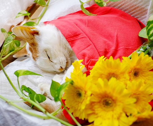 死んだラテ。黄色い花が似合う。