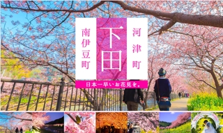 河津桜まつり 河津桜まつりとみなみの桜と菜の花まつり