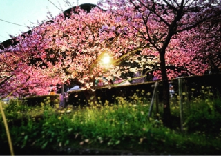 河津桜の夜桜ライトアップ