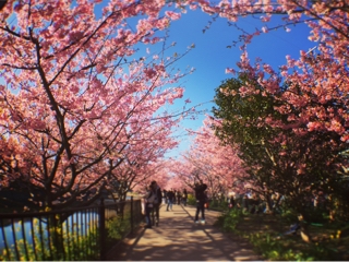 パストエレガンテからの河津桜