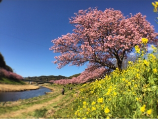 みなみの桜と菜の花まつり