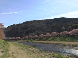 みなみの桜と菜の花まつり