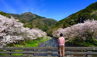 松崎町の桜