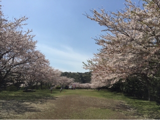 稲取高原 花見の宴