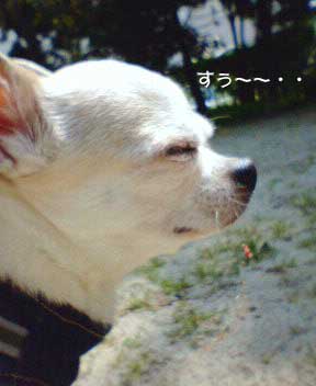 犬 チワワ