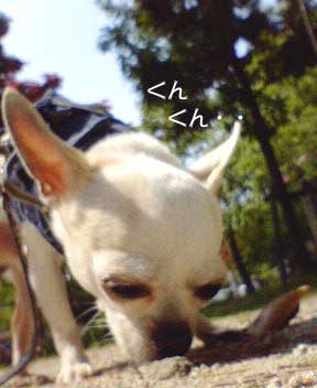 犬 チワワ