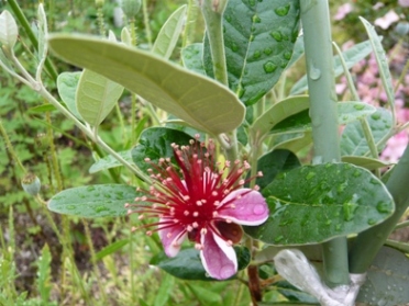 フェイジョアの花