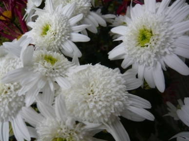 菊 01