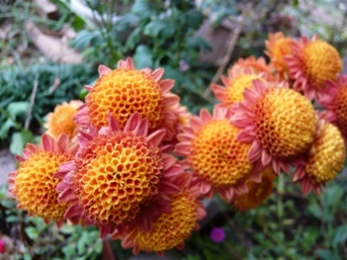 菊 02