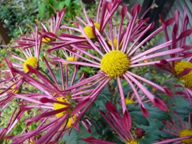菊 03