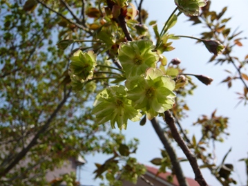 緑色の花の桜