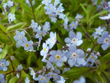 forget me not