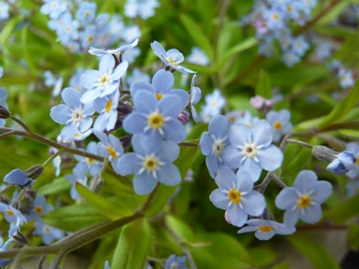 forget me not