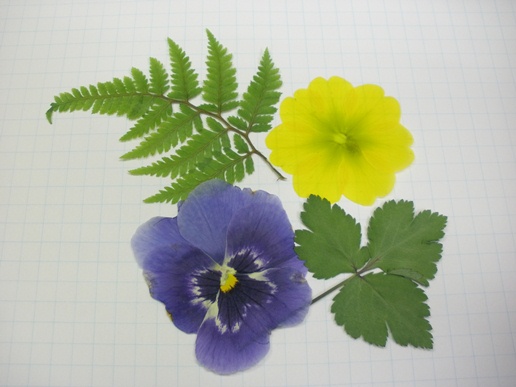 押し花アップ