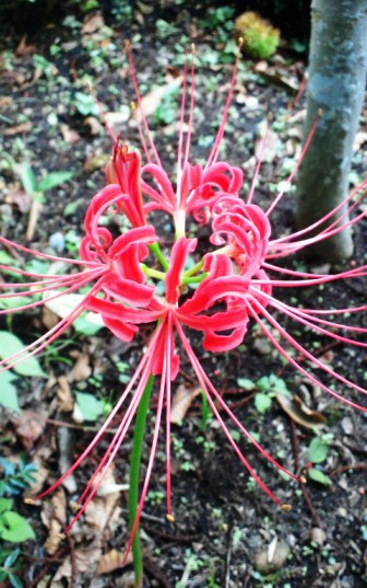 彼岸花開花.jpg