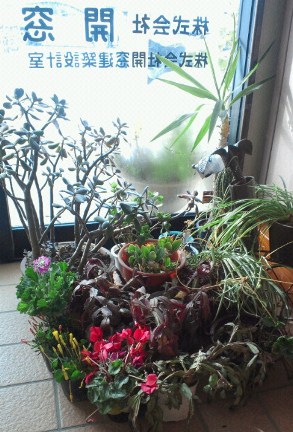 植木避難.jpg