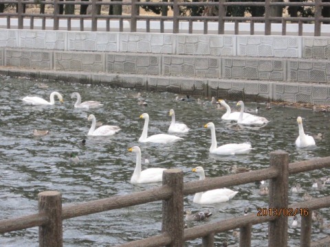 大田原市羽田沼 白鳥