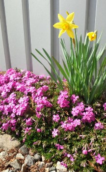 開窓 水仙と芝桜2.jpg