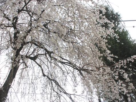枝垂れ桜.JPG