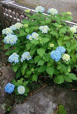開窓の紫陽花.jpg