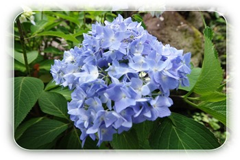 紫陽花
