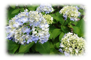 紫陽花2