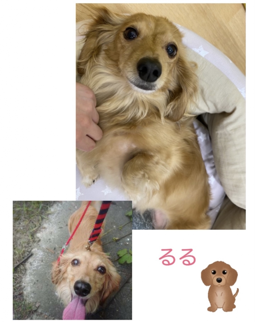 ルルのんちゃん様 確認用 切れる